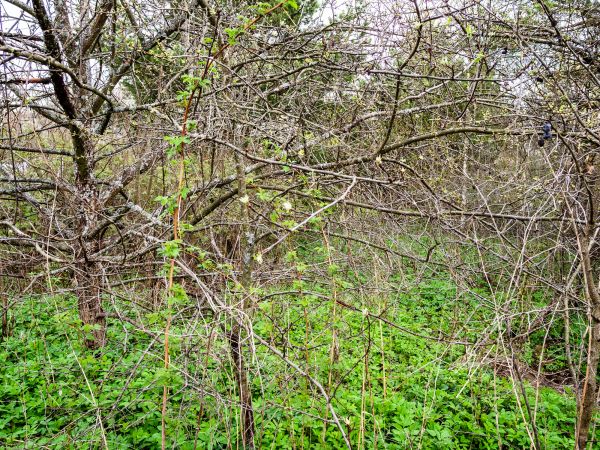 Underbrush Clearing in Port Angeles