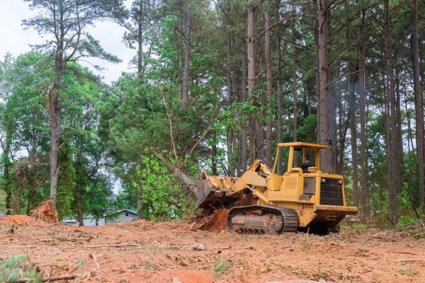 Forest Thinning in Port Angeles