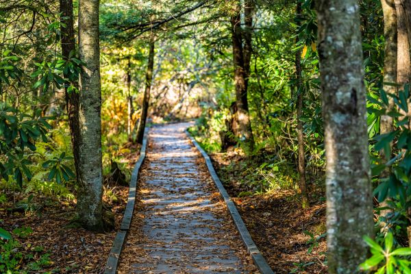 Cost of Trail Clearing in Port Angeles
