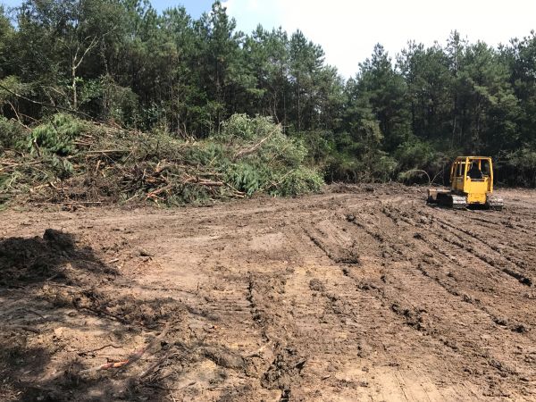 Cost of Thicket Clearing in Port Angeles